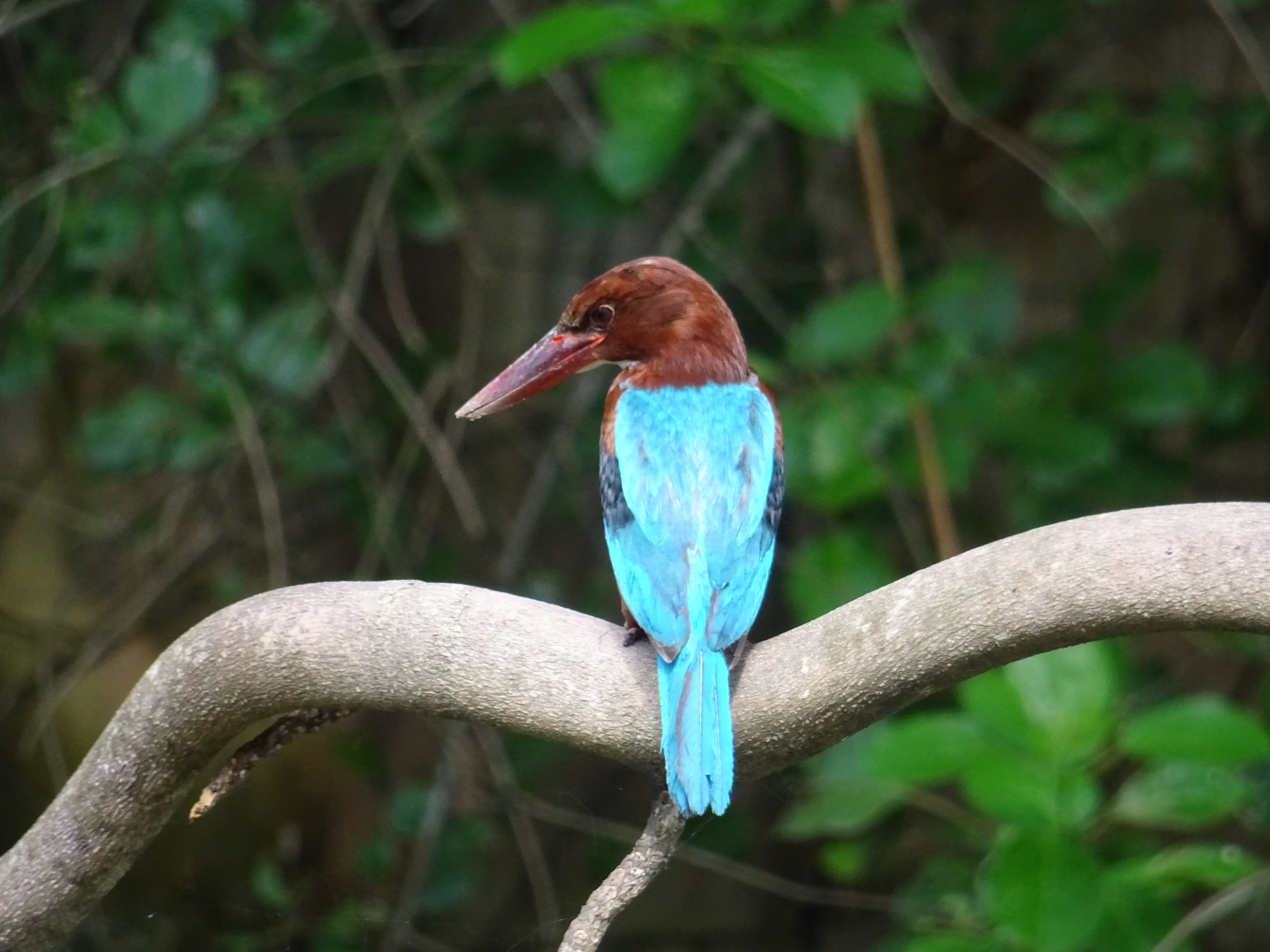 Wildlife in Sri Lanka